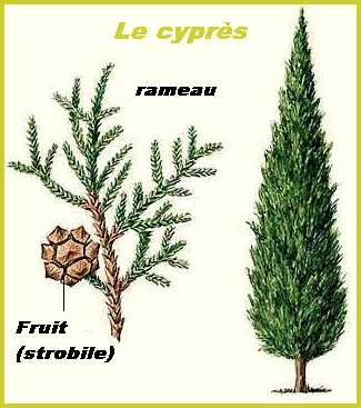Fleurs Plantes En C Langage Culture fleurs-plantes-en-c-langage-culture